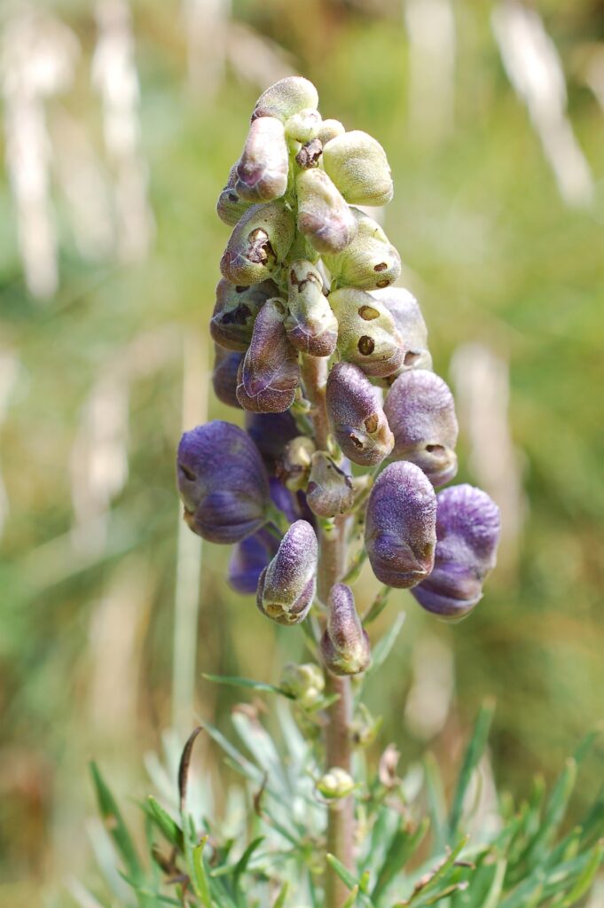 Aconitum a top homeopathic remedy for shock, used in the Banerji protocols with Bryonia to prevent colds and flus